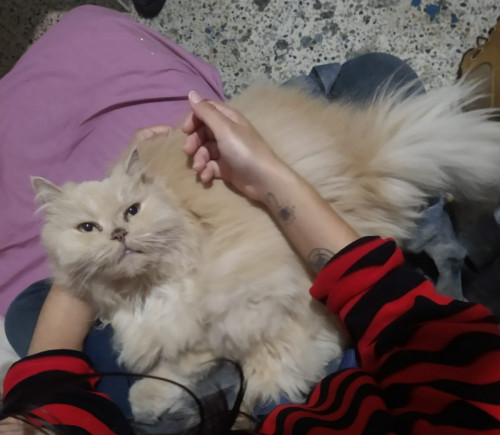 Peludo