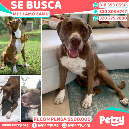 Foto de mascota Zamu