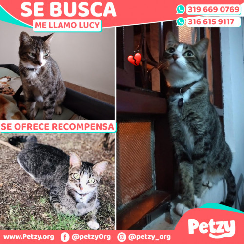 Foto de mascota Lucy