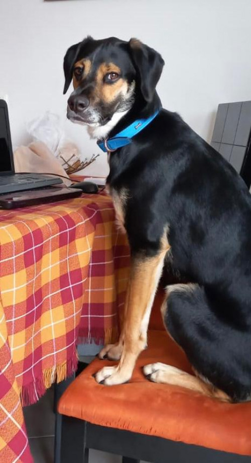 Apolo