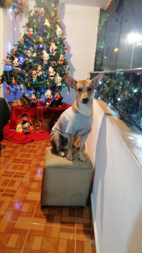 Bruno