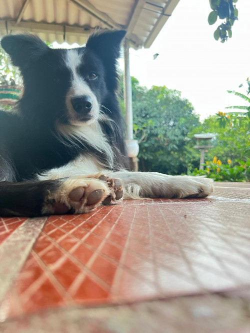 Apolo