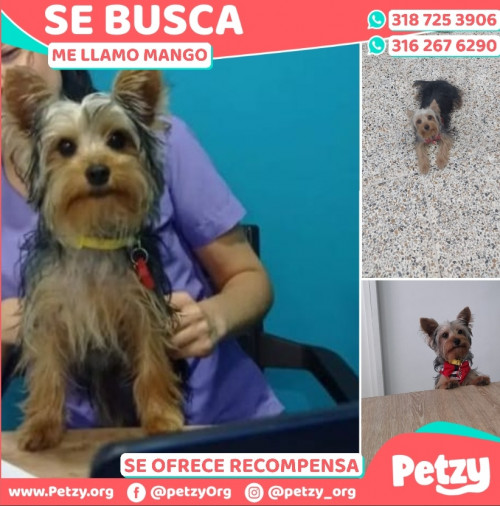 Foto de mascota Mango