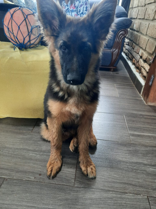 Rambo