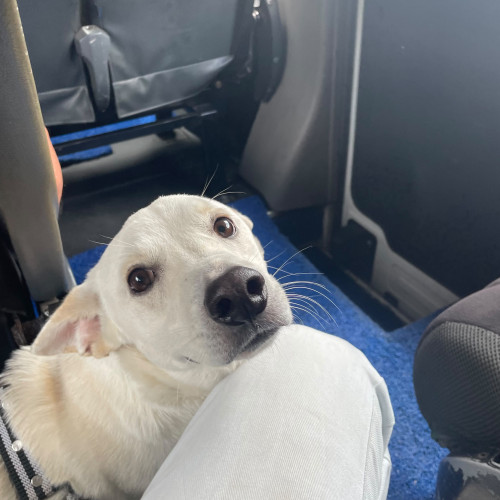 Paco