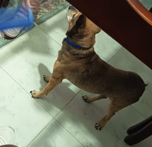 Milo