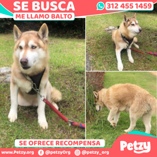 Foto de mascota Balto