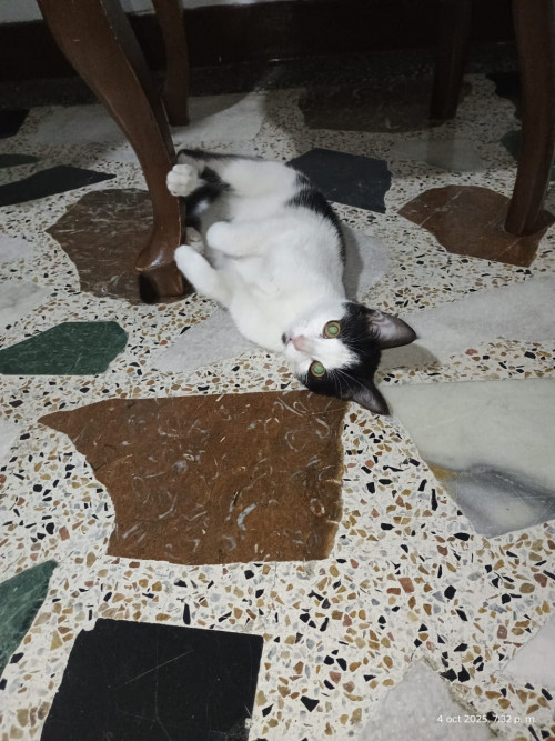 Lulú