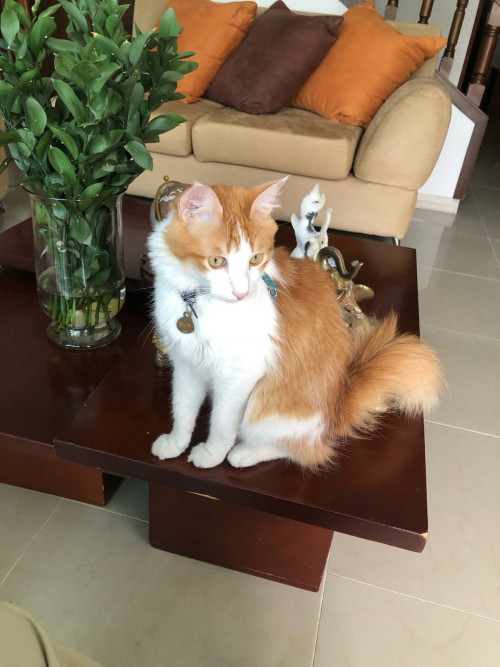 Simba