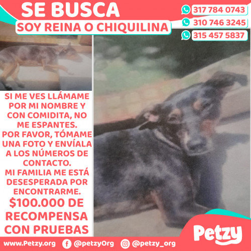 Banner de Reina O Chiquilina