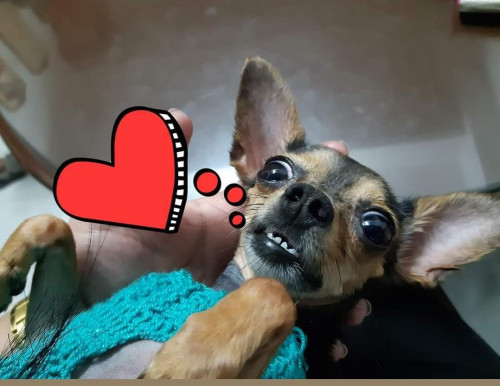 Princesa