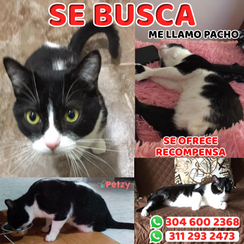 Foto de mascota Pacho