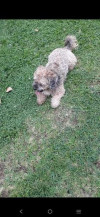Foto de Doggy en San Agustín Huila #5