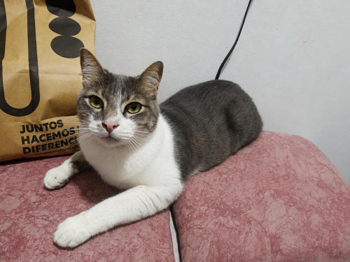 Félix