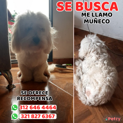 Foto de mascota Muñeco