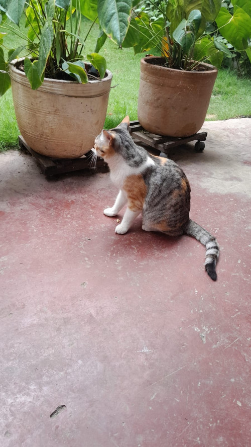 Nena