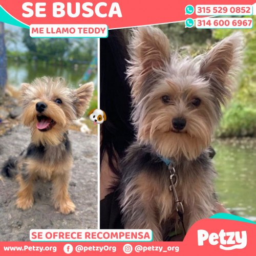 Foto de mascota Teddy