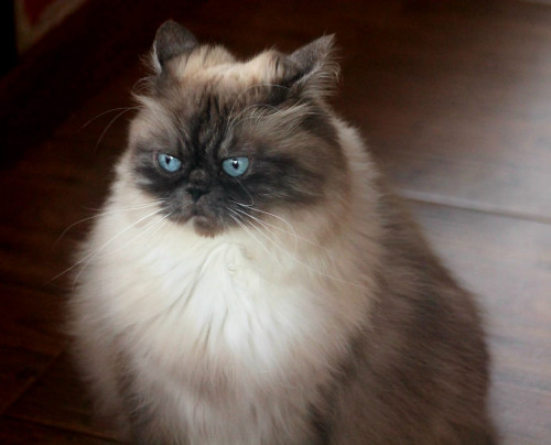 Romeo
