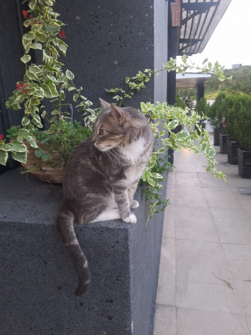 Roco