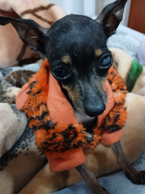 Estrellita