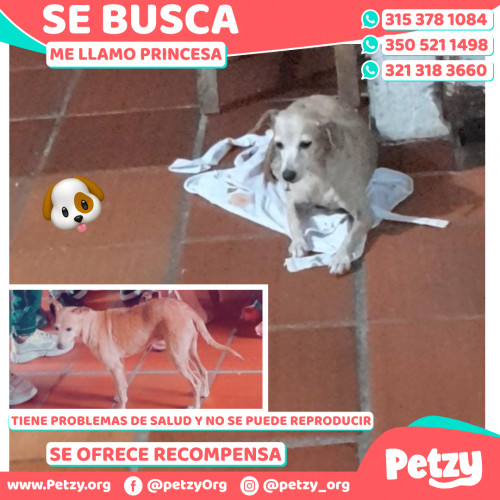 Foto de mascota Princesa