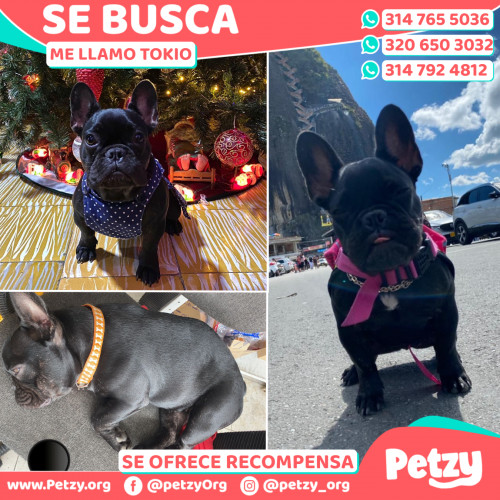 Foto de mascota Tokio