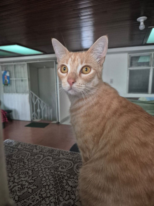 Manolo