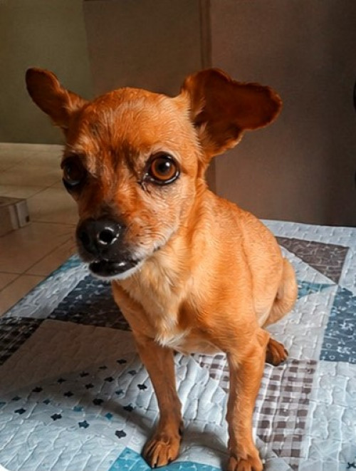 Panela