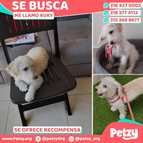 Foto de mascota Kuky