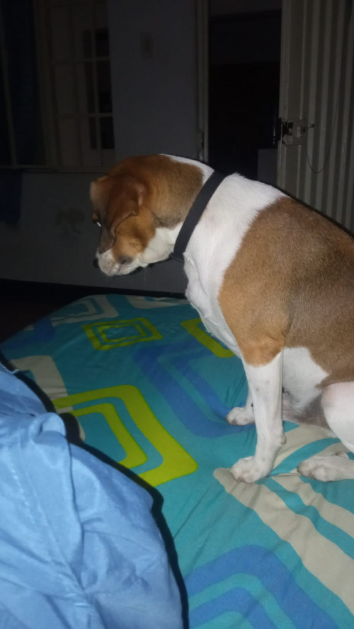Igor