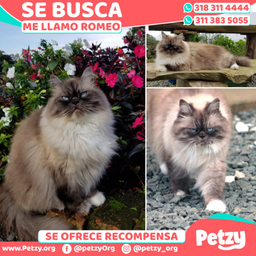 Foto de mascota Romeo