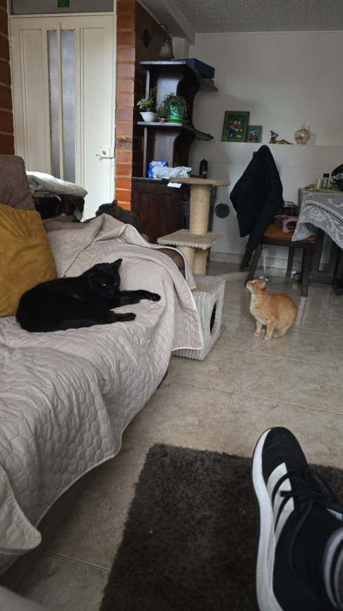 Negrito