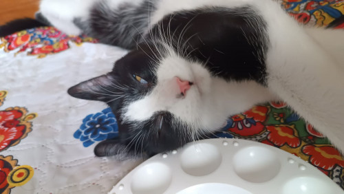 Merlin