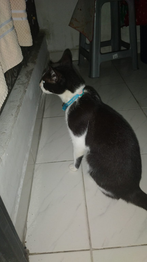 Osadia