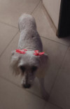 Foto de Princesa en Caldas Antioquia #1