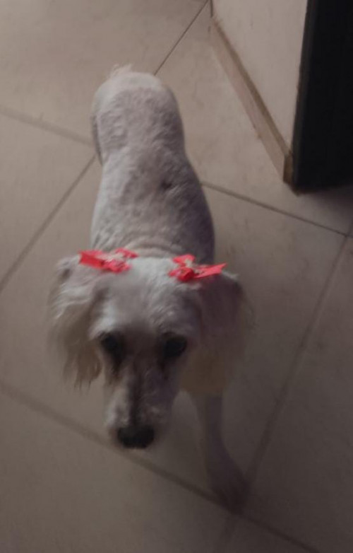 Princesa