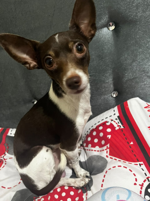 Milo