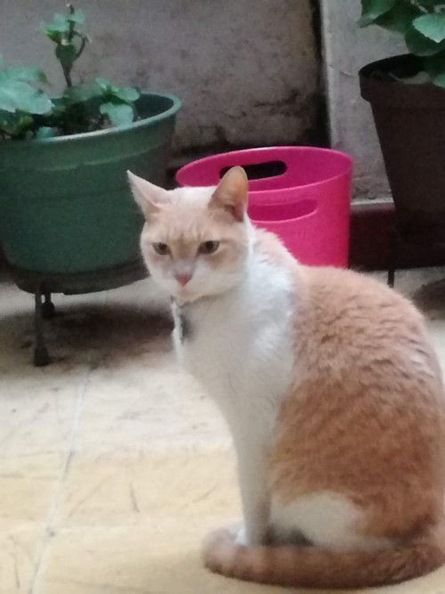Milo