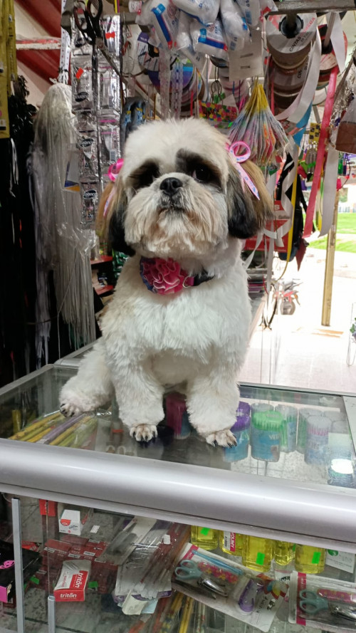 Susy