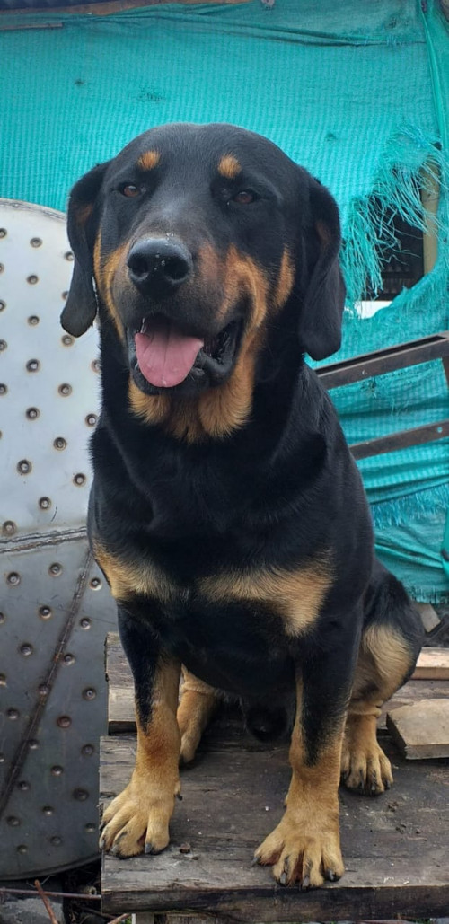 Rocky