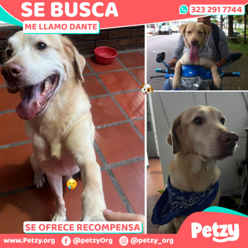 Foto de mascota Dante