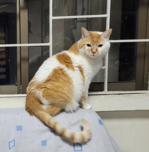 Tora