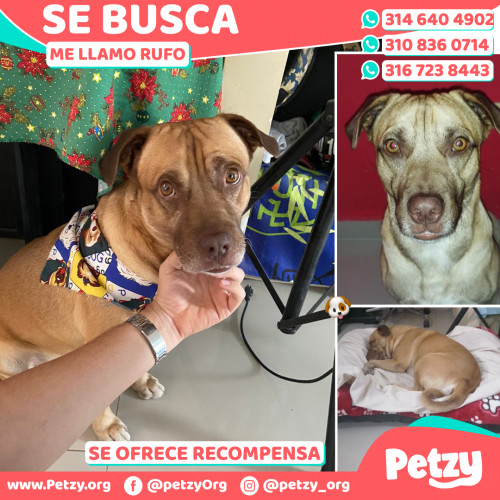 Foto de mascota Rufo