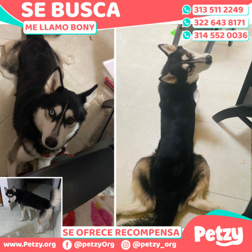 Foto de mascota Bony