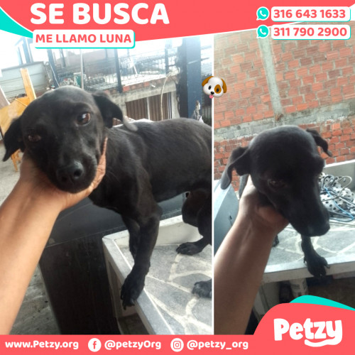 Foto de mascota Luna