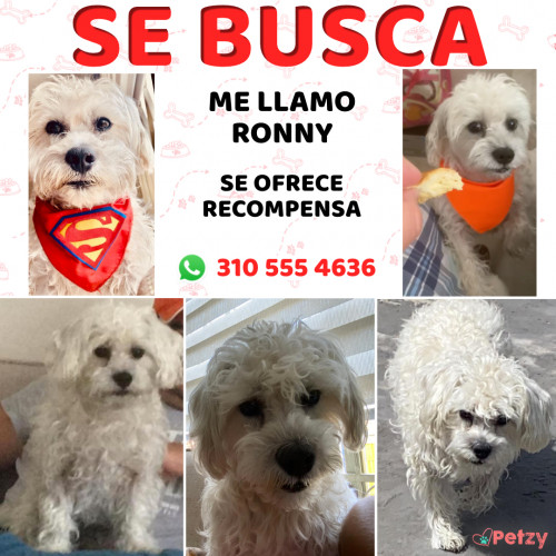 Foto de mascota Ronny