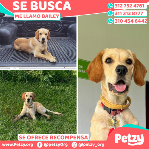 Foto de mascota Bailey