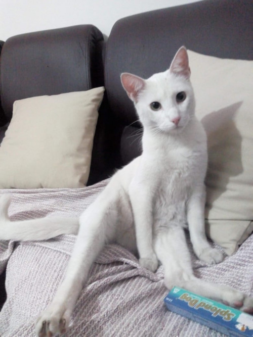 Copito