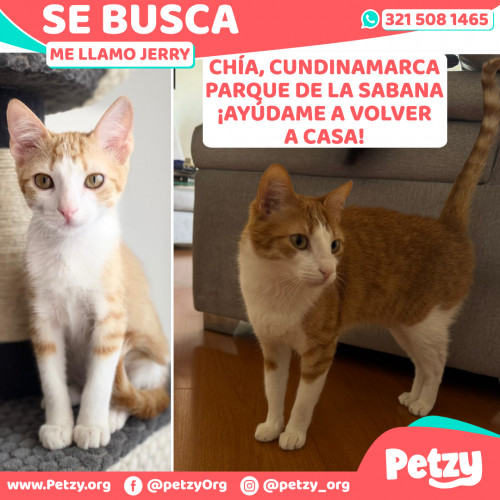 Foto de mascota Jerry