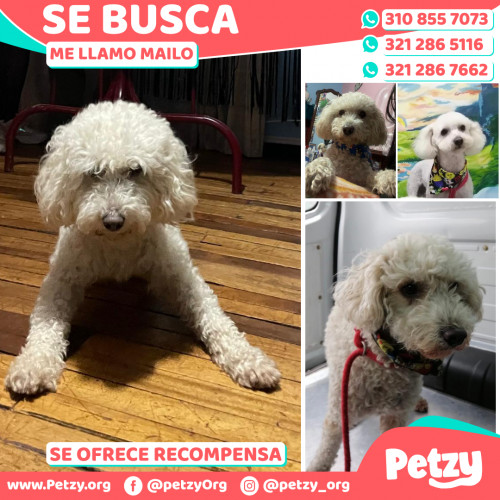 Foto de mascota Mailo